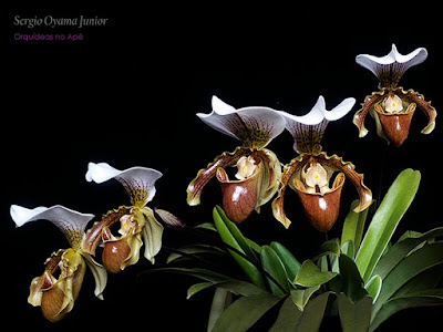 Orquídeas no Apê: Orquídea Paphiopedilum Leeanum