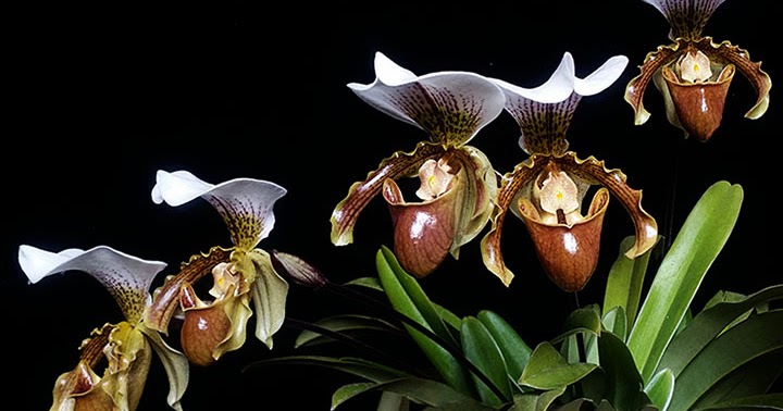 Orquídeas no Apê: Orquídea Paphiopedilum Leeanum
