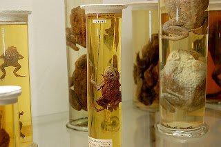 Pickle Wet Specimen Creatures For The Steampunk Victorian Cabinet