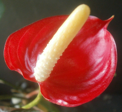 Plants Are The Strangest People Anthuriums 0000 0500