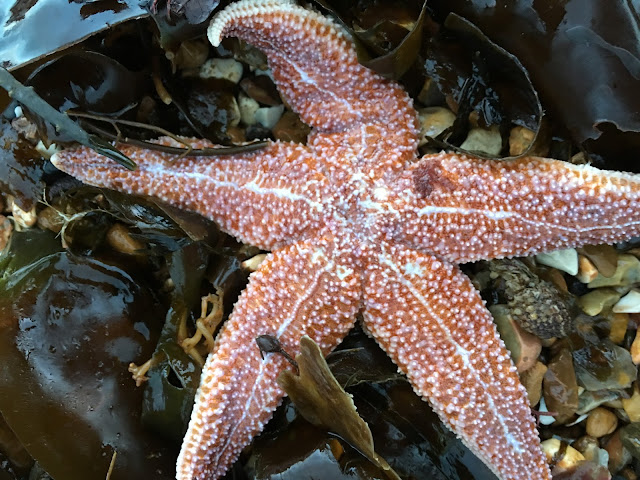 starfish on Southsea beach, portsmouth