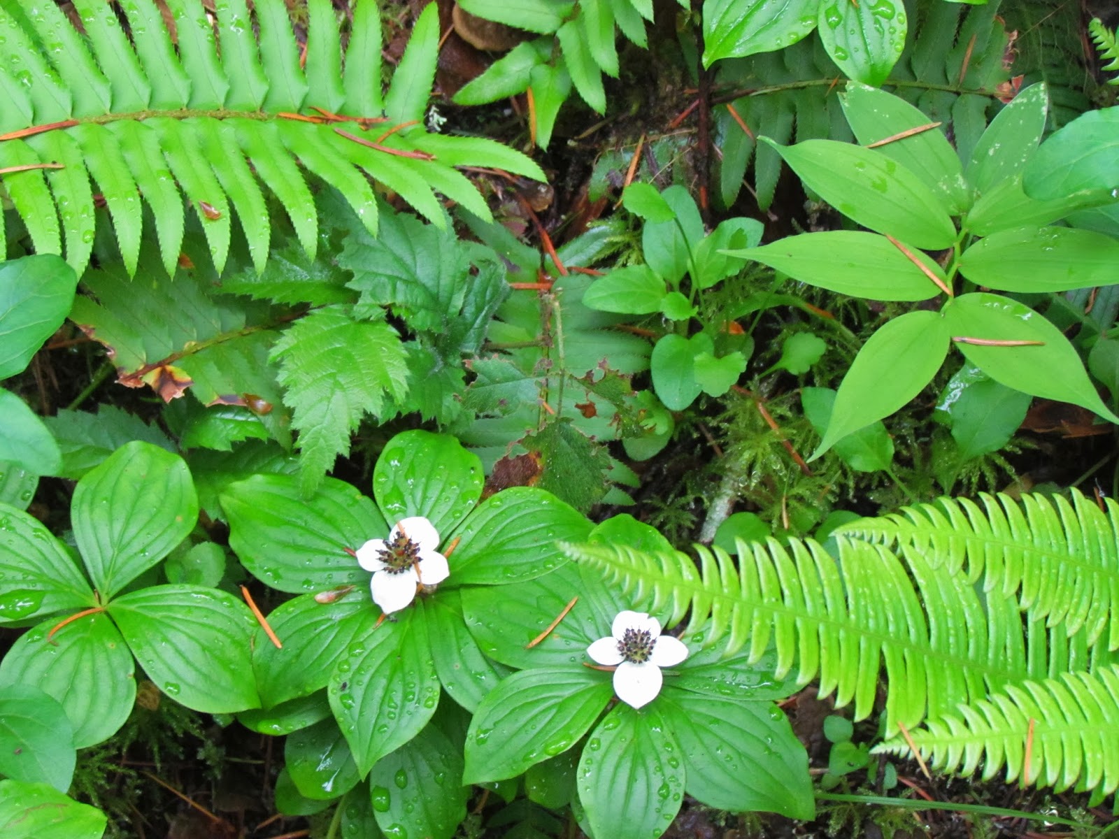 The Hoge Homestead The Beauty of Washington Native Plants