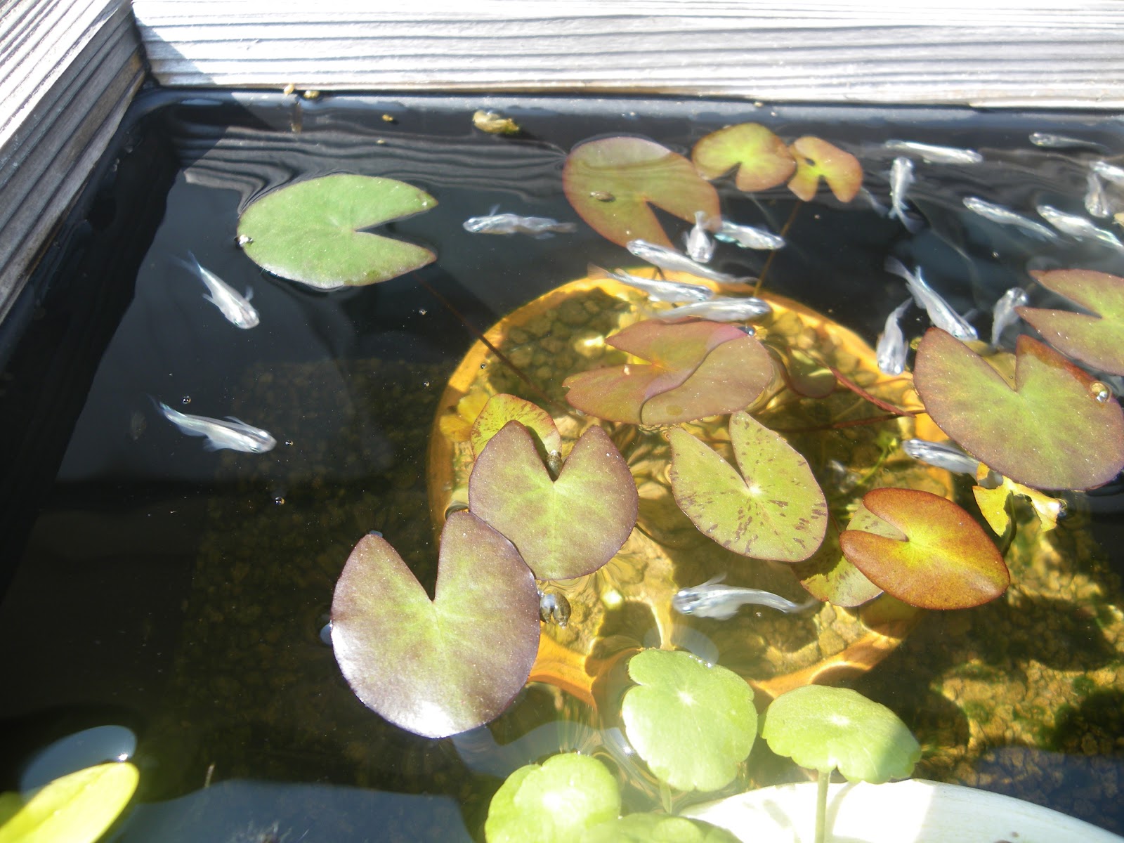 姫睡蓮の育て方 植え替え 成長 花が咲く メダカの大工