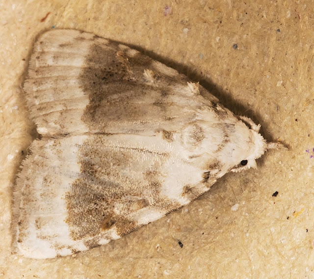 Kent Black Arches, Meganola albula. In my garden light trap in Hayes on 18 July 2016. Kent Black Arches, Meganola albula. In my garden light trap in Hayes on 18 July 2016.
