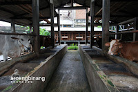 wisata susu cibugary