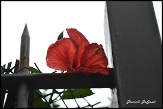 Flores Fotografía Graciela Guffanti