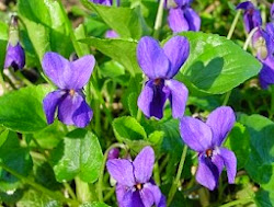 violet flower leaf violets flowers state illinois viola tea leaves benefits plant wild oil garden symbolism herb ground been heart