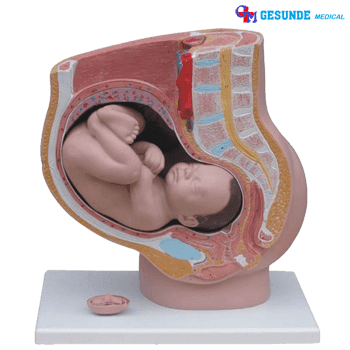 Jual Torso Organ Tubuh Masa Kehamilan Torso Organ Tubuh Masa Kehamilan