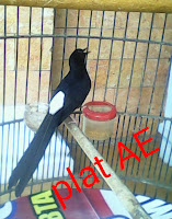 MB MEDAN lepas trotol