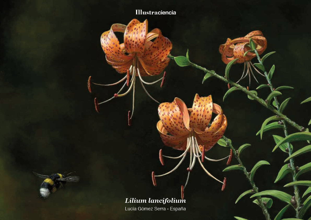Azucena atigrada, (Lilium lancifolium) - Lucía Gómez Serra