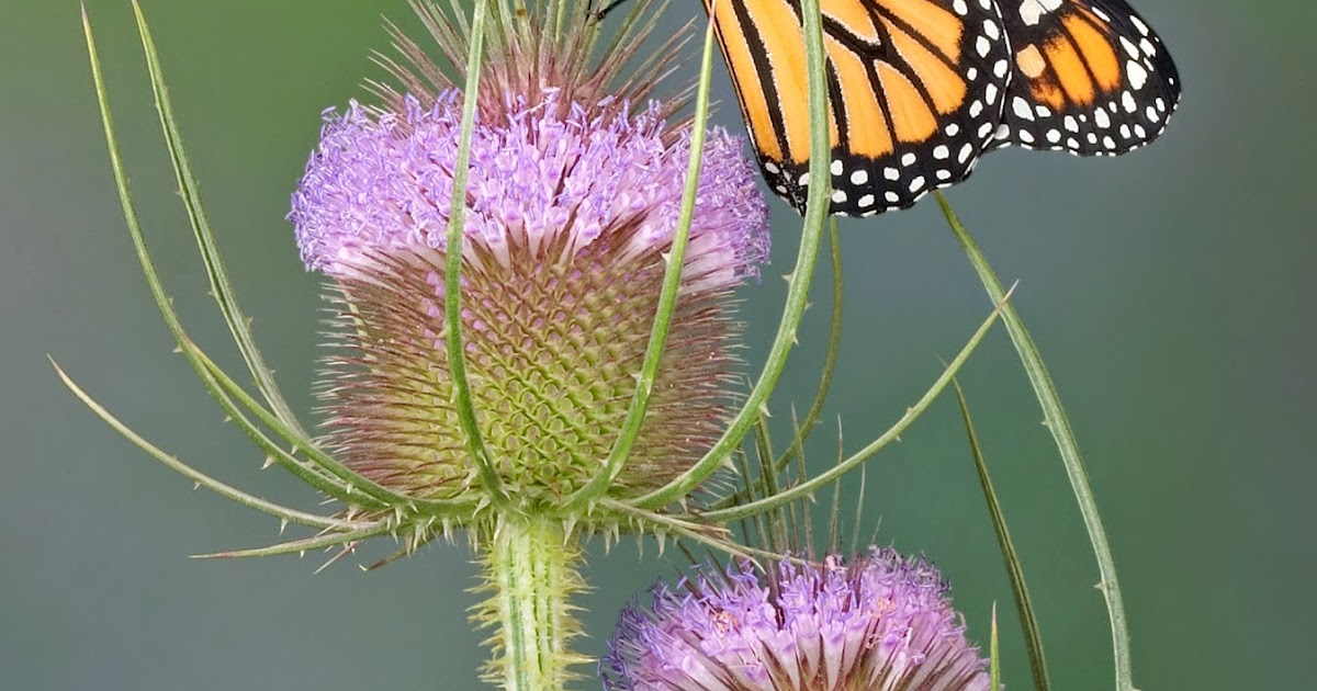 Amy Brown Science Insects A Dichotomous Classification Key Activity