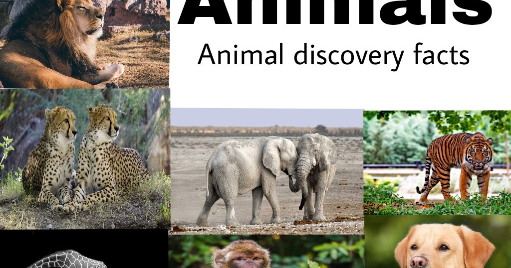 Animal discovery facts