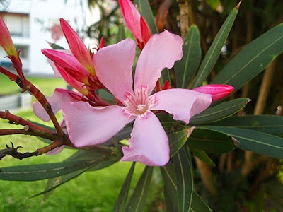Flor sencilla de color rosa de la adelfa