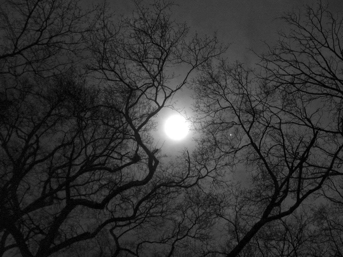 Луна сквозь деревья. Луна сквозь ветки деревьев. Ветви деревьев ночью. Ветка дерева ночью. Луна в ветках деревьев.