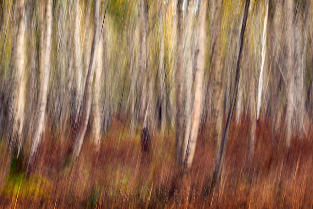 Silver birch tree at Holme Fen with upwards movement Impression of silver birch woodland at Holme Fen in Canbridgeshire