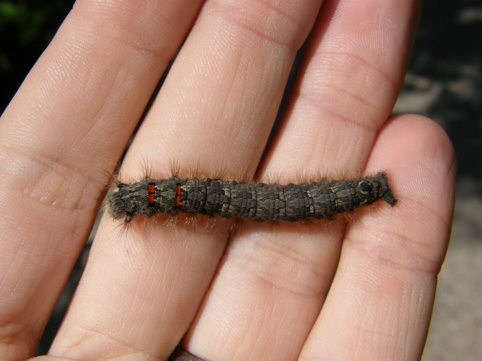 Unknown Lappet Moth Caterpillar