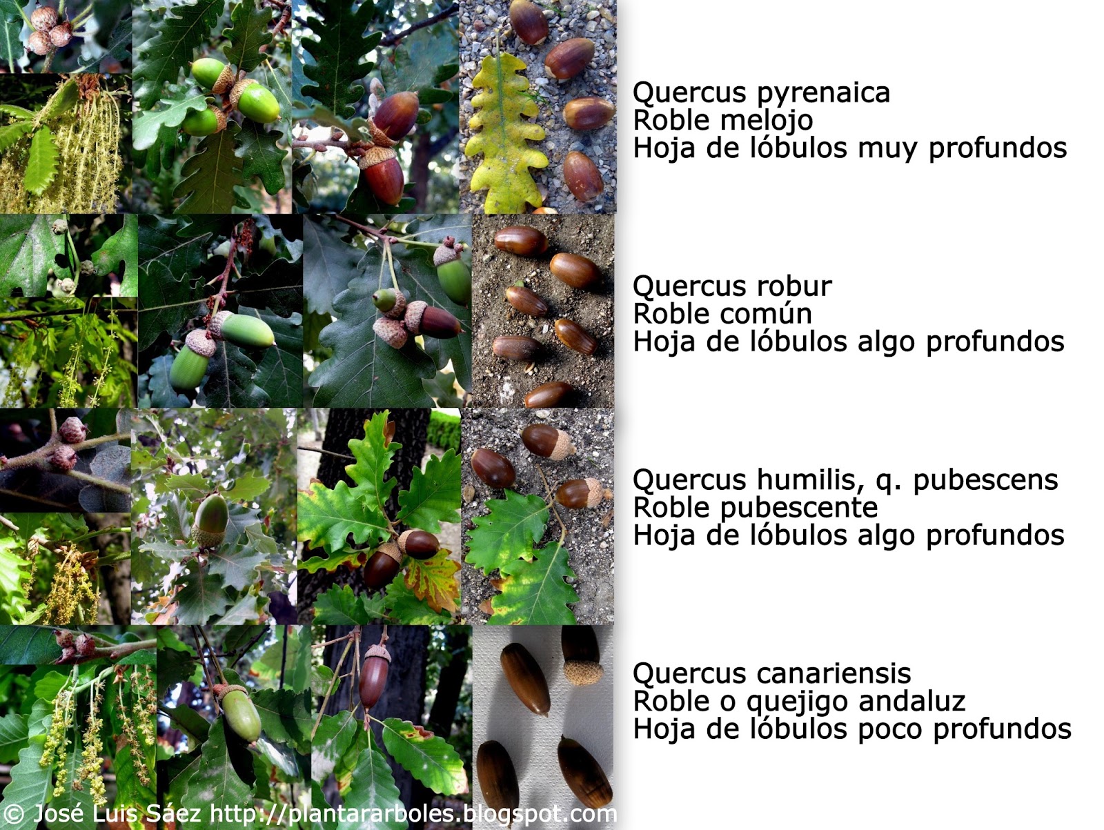 PLANTAR ÁRBOLES y arbustos: Tipos de frutos y semillas AUTÓCTONOS España