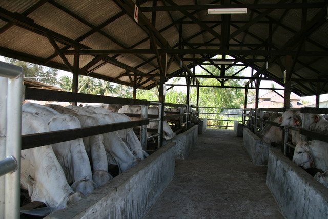 Desain Kandang Sapi Potong Download Tentang Kolam