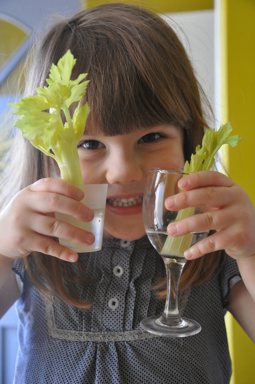 Celery Science Capillary Action