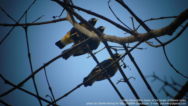 Birding tour in West Papua Golden Myna