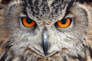 great-horned-owl-pierre-leclerc.jpg