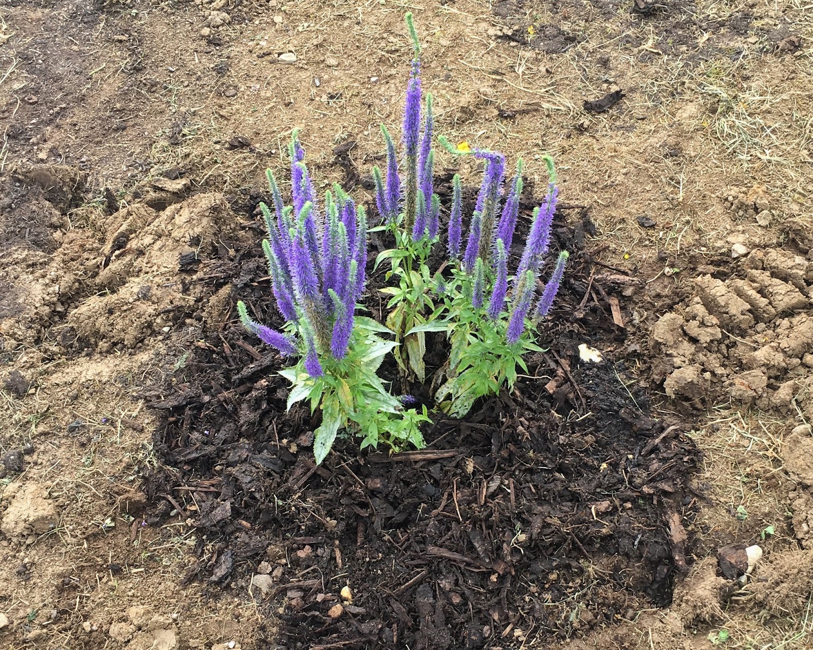 PLANT Veronica Spicata 'Ulster Dwarf Blue'