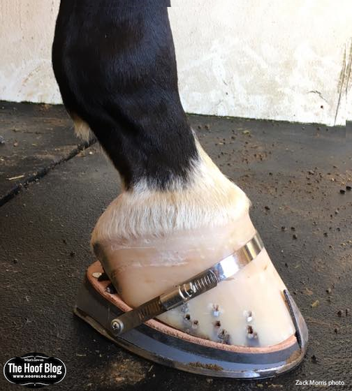 Fran Jurga S Hoofcare Lameness Arabian Show Horse Shoeing Rule Changes Proposed Toe Length Increases Pad Limit And Measurement May Be Imposed