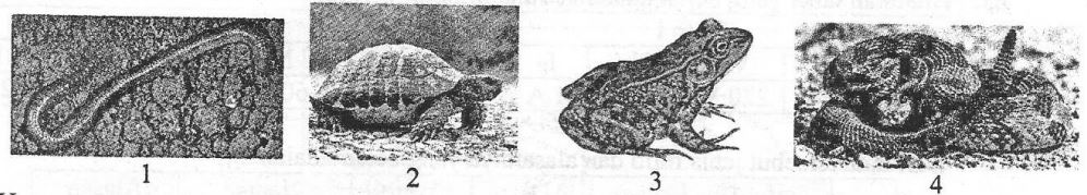 [Kunci Jawaban] Perhatikan ciri-ciri yang dimiliki oleh hewan-hewan