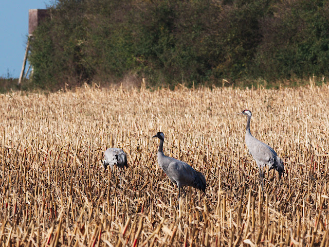 Kraniche Kraniche grus grus