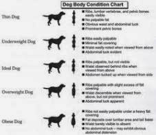 Pets diet, food, raw food, diet plans: labrador dog diet chart