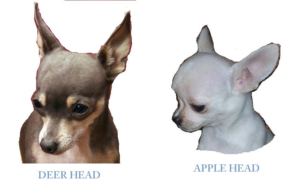 Oh, Chiwowie! Apple Head Vs. Deer Head