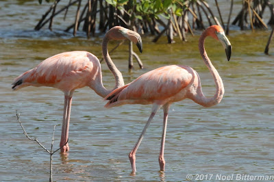 Greater Flaminngos