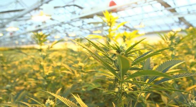new tech keeping canadian cannabis producers compliant