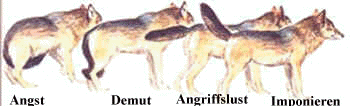 Körpersprache Wolf Körpersprache Wolf