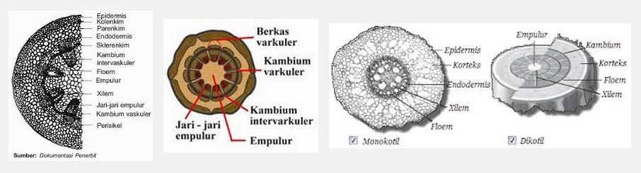 Struktur Batang Tumbuhan Dikotil Monokotil