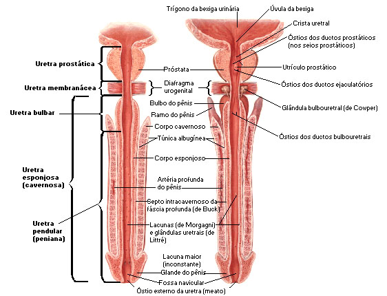 trauma uretral masculina
