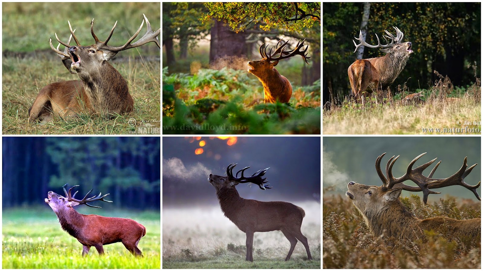свиной олень. олень шомбургка. красивые рога. косуля сибирская (capreolus pygargus pall. хайбрид энималс.