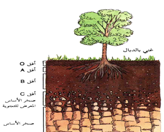تسمى التربة في النطاق أ التربة تحت سطحية