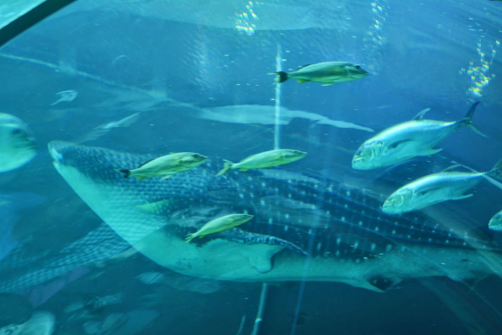 Monograms 'n Mud Spring Break Road Trip {Part One Atlanta Aquarium