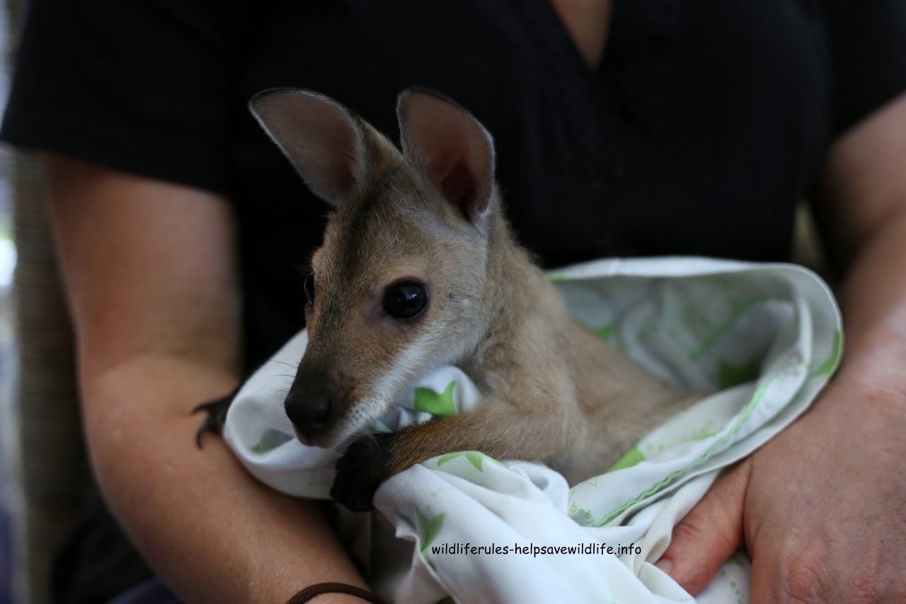 Wallaby babies in care 07/11/2016