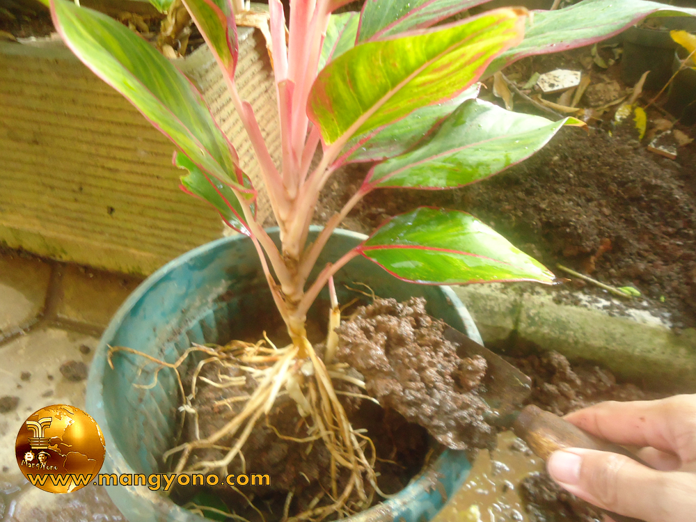 Gaya Terbaru 29+ Cara Menanam Aglaonema Dari Batang