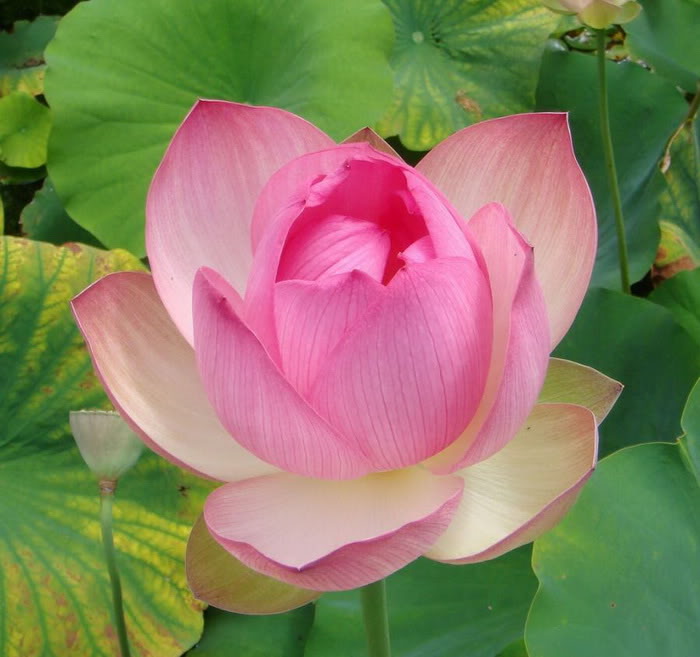 12 Beautiful Lotus Photos ~ Alpin Funny Picture!!