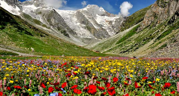 amazing world valley of flowers