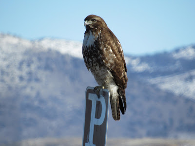 Lower Klamath National Wildlife Refuge northern California