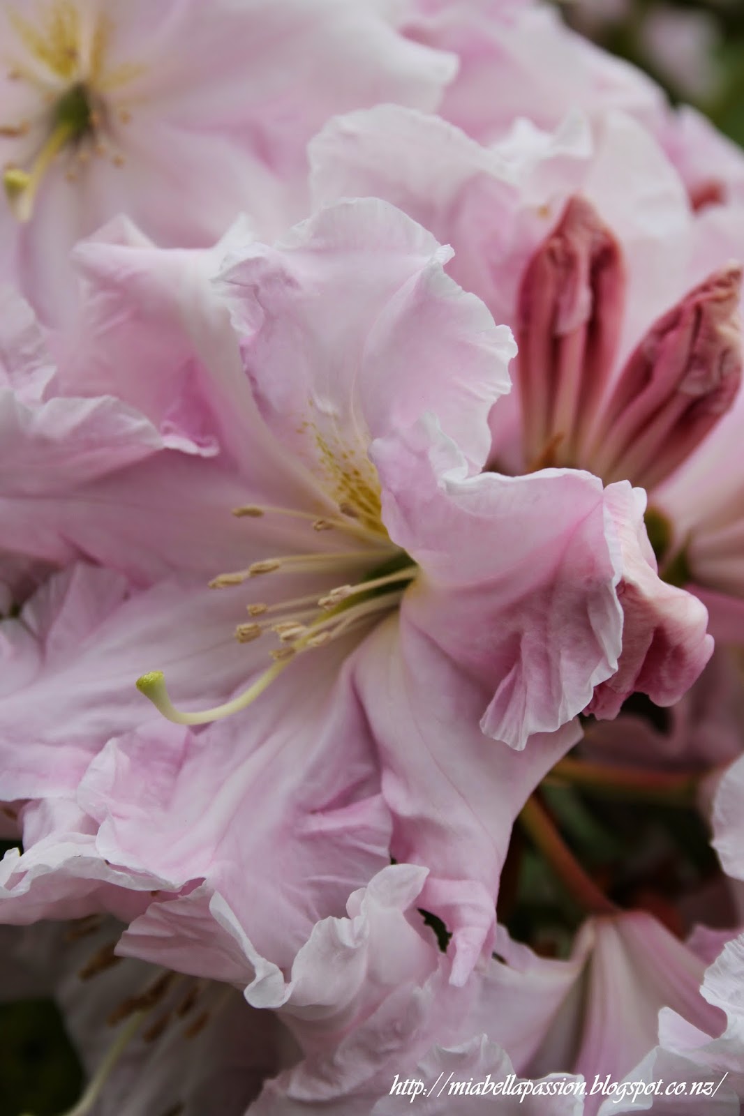 Mia Bella Passions Candy Floss Coloured Rhododendron Flowers...