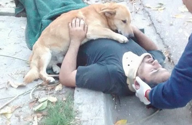 Cachorro se recusa a deixar o dono após ele desmaiar em acidente