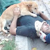 Cachorro se recusa a deixar o dono após ele desmaiar em acidente