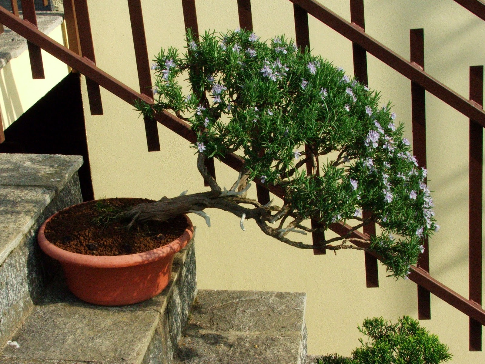 Evoluzione Bonsai Bonsai Di Rosmarino Rosmarinus Officinalis Rosemary