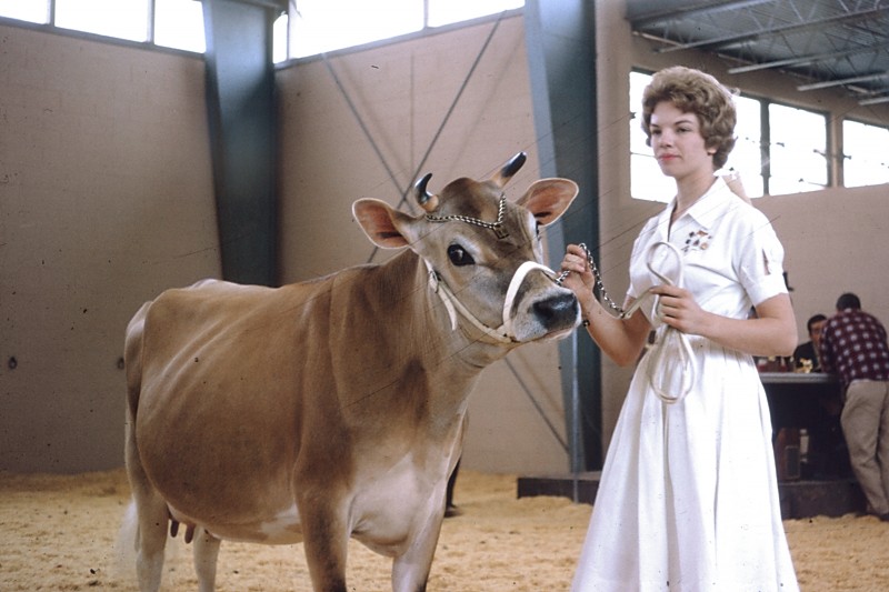 moo book sharon creech