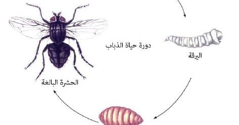 دورة حياة الذباب المنزلي